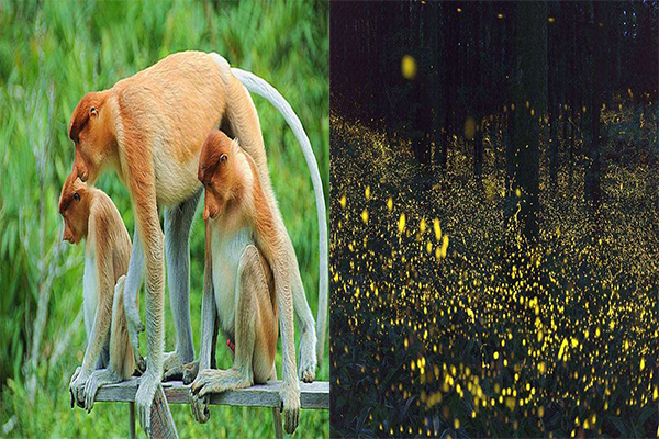 在这里旅行者可以观赏长鼻猴,日落以及萤火虫.