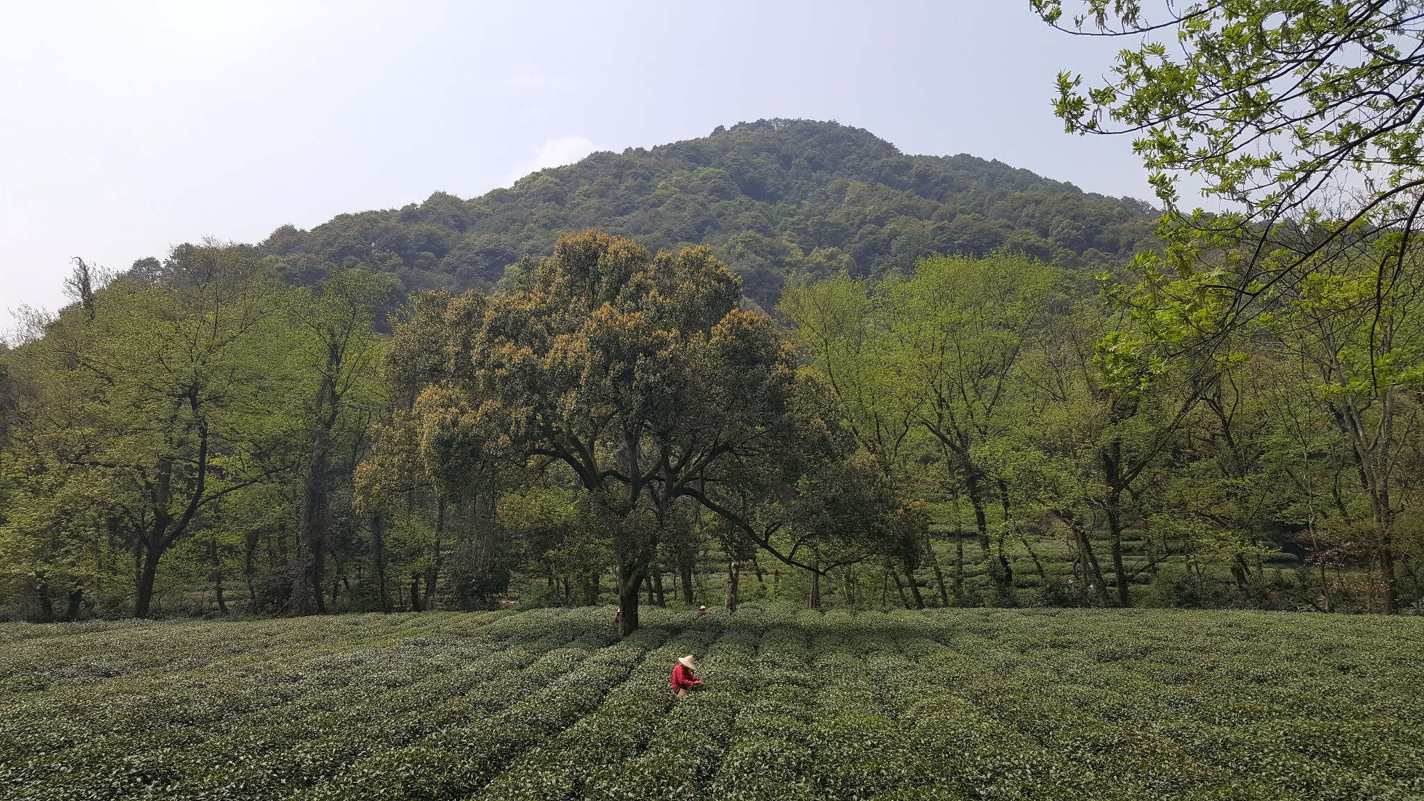 龙井问茶(杭州)_游记