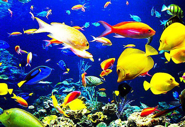 青岛极地海洋世界 西海岸深度3日定制游(海边度假青岛)