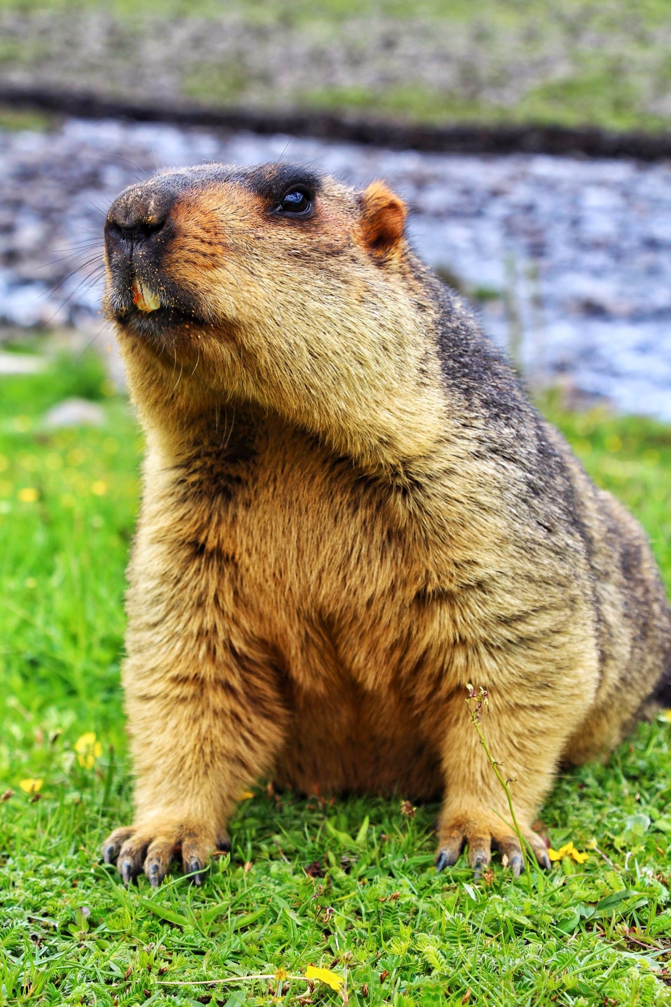 五一我们一起自驾去莫斯卡看土拨鼠!