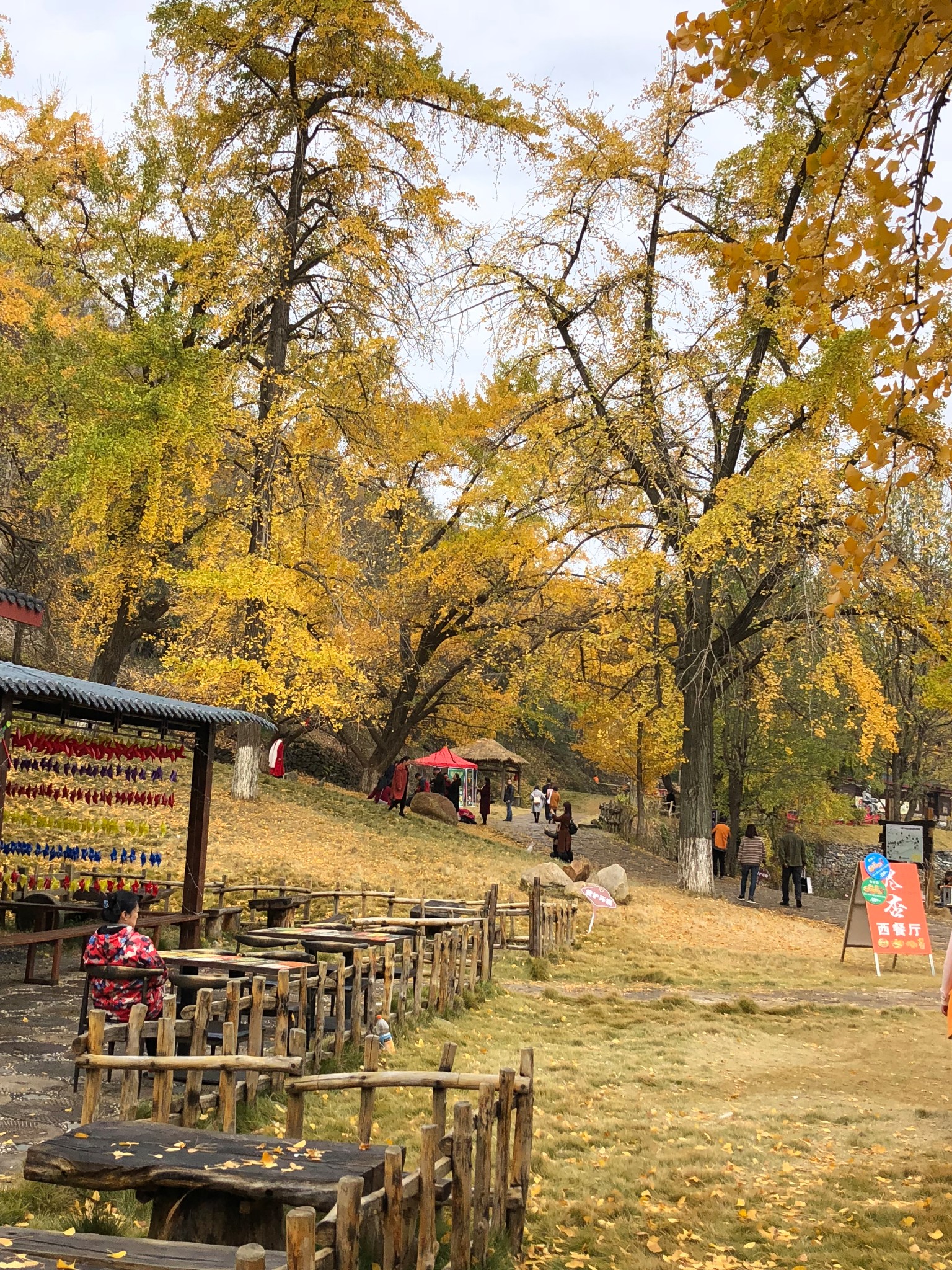 随州洛阳镇曾都千年银杏谷_游记