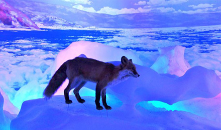 北海道鄂霍茨克流冰馆入场券(罕见雌雄同体流冰天使 负15度流冰体感室