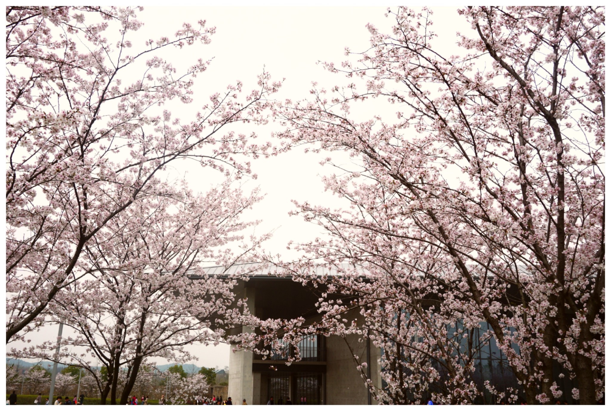 良渚的四季也有它独特的美,尤其是阳春三月,大屋顶前的樱花大道,加上