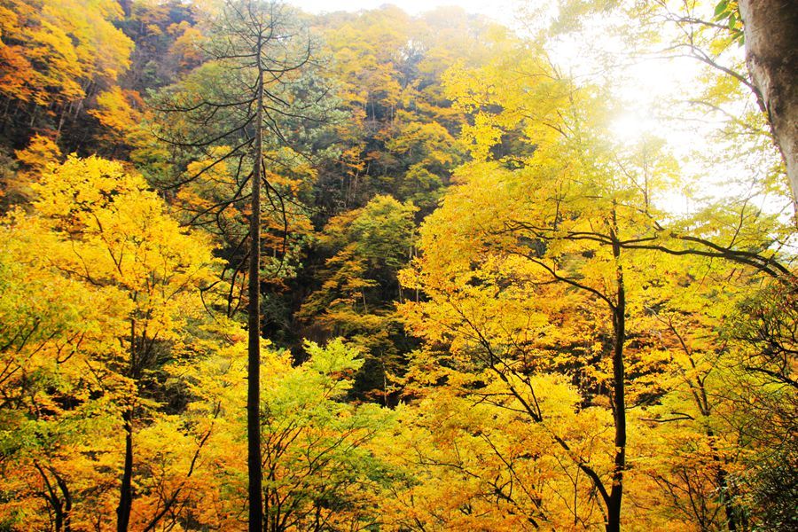 光霧山桃園景區電子票/光霧山桃園景區歡迎您(提前1天預訂/未用可退)