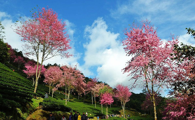 冬季超美云南旅游组合:无量山樱花谷和腾冲银杏村