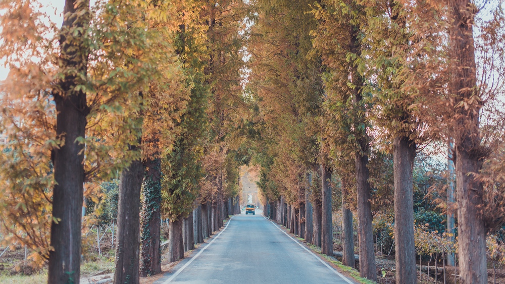 秋季浙江周边一日游推荐，带娃打卡网红赏秋地