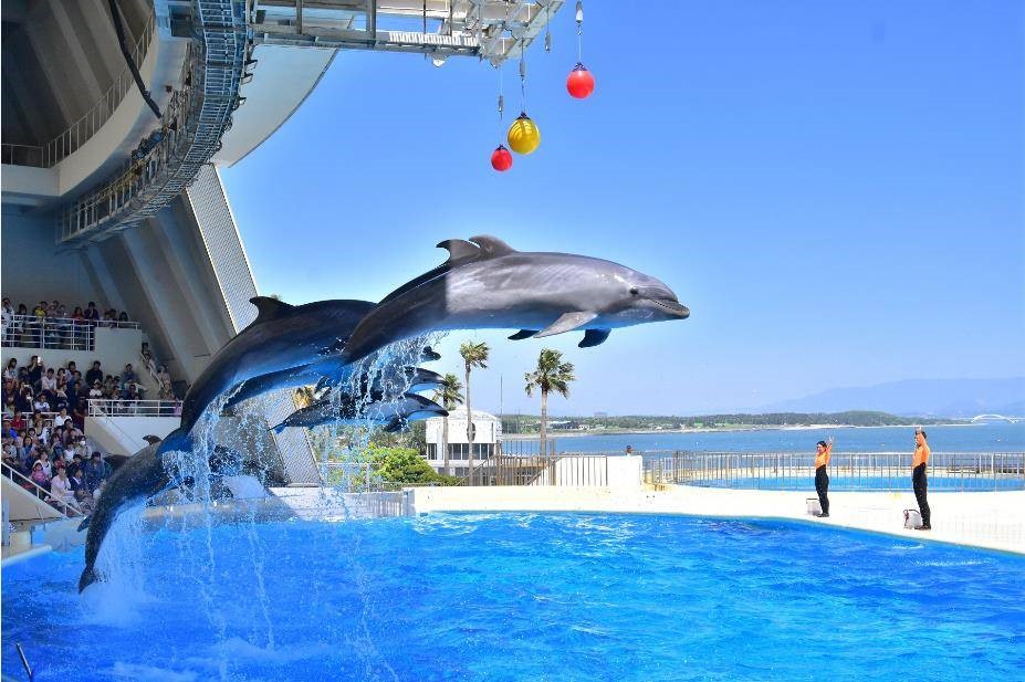 日本福冈海中道水族馆门票(350余种鱼类 近2万种海洋生物)