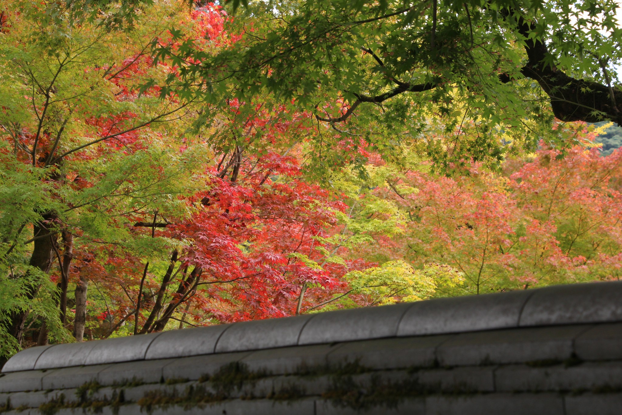 【日本の旅】一葉紅楓出牆來,初探時的怦然心動