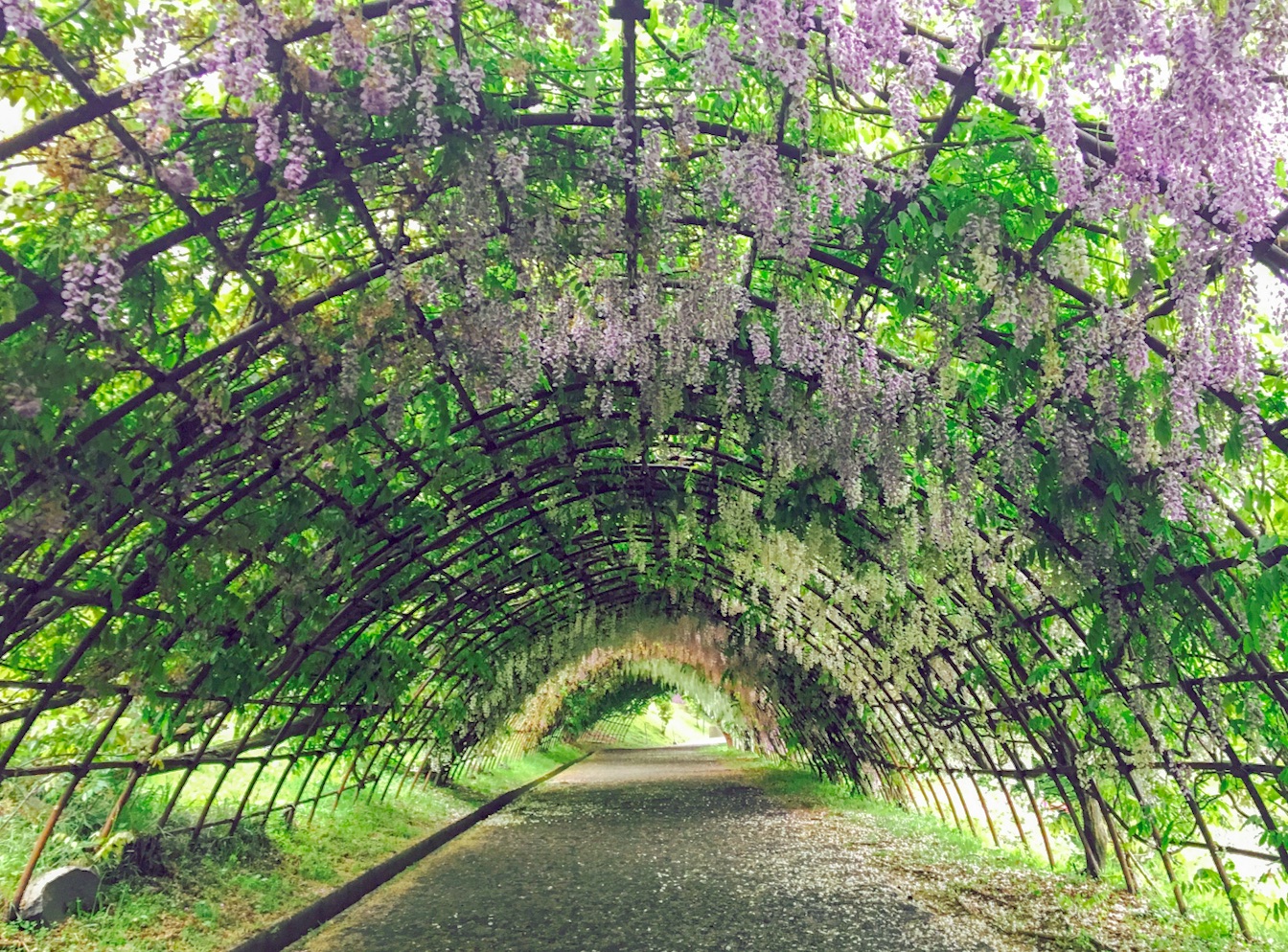 北九州市河内藤园紫藤赏花攻略 北九州市河内藤园紫藤赏花门票 地址 北九州市河内藤园紫藤赏花景点攻略 马蜂窝