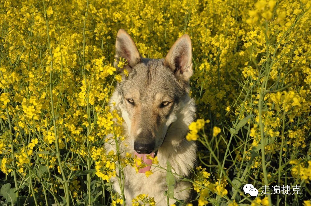 捷克旅游新发现:来这里,看超厉害的"狼犬" - 马蜂窝