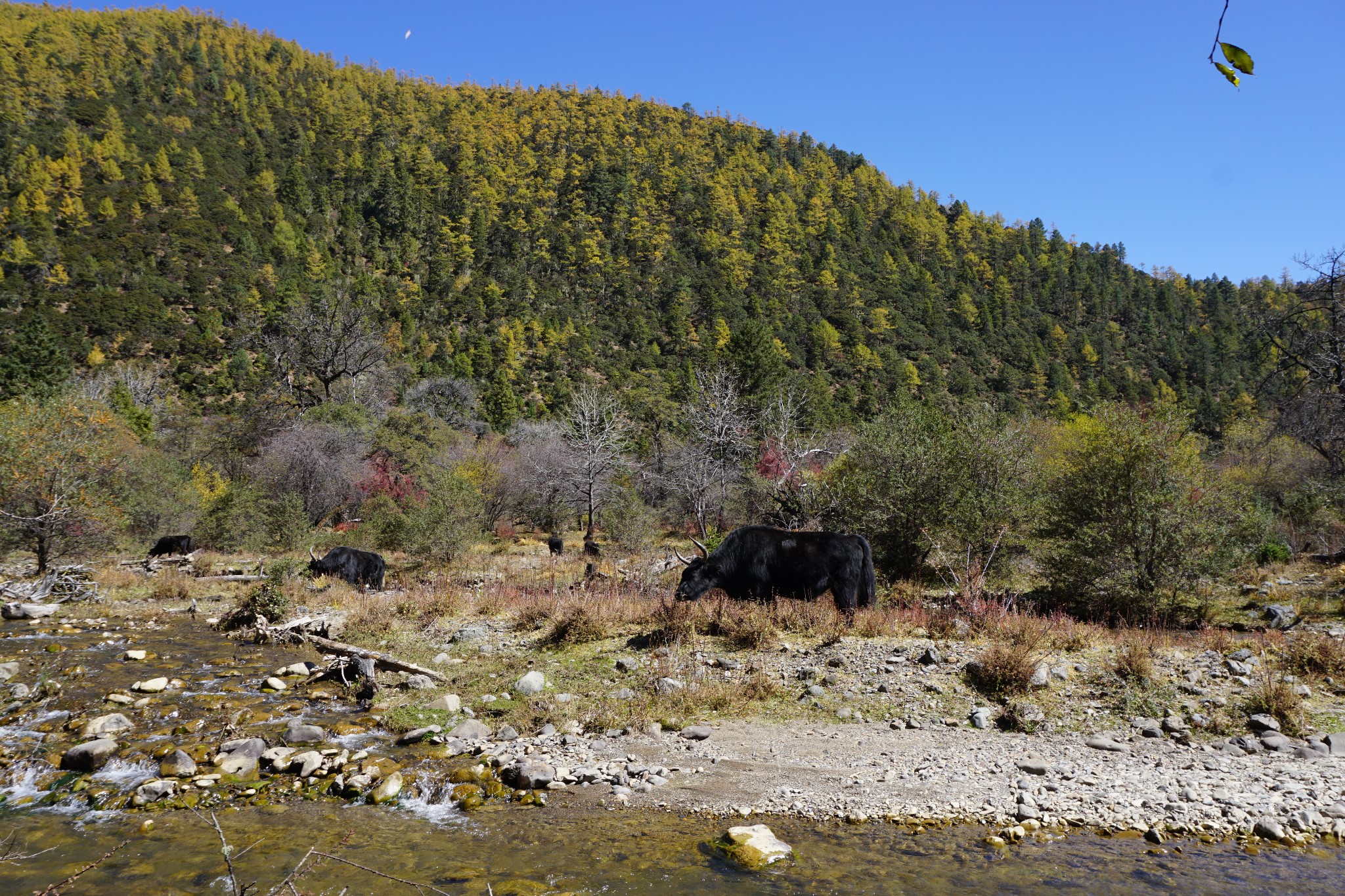 Shangri-la Potatso National Park