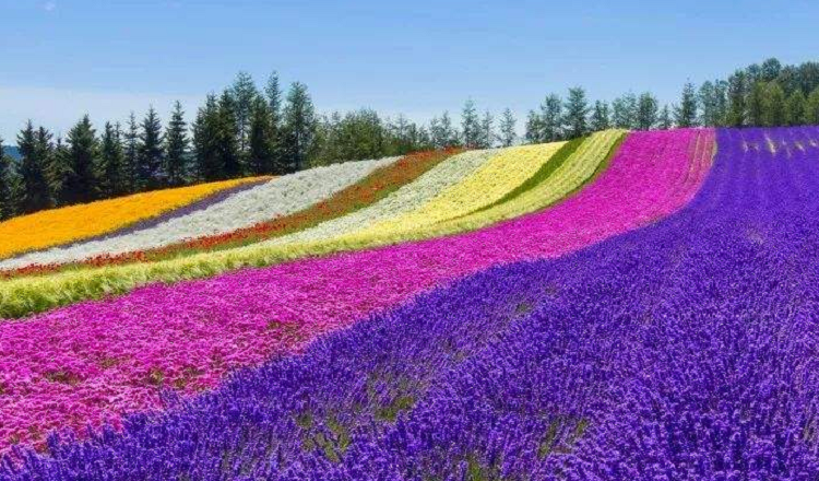 夏日避开人潮去北海道 日本札幌星野富良野美瑛旭川小樽8天蜜月游 享受星野夏日超高礼遇 闯入繁花秘境 乘热气球眺望绿色田园 花 间小路骑自行车 马蜂窝自由行