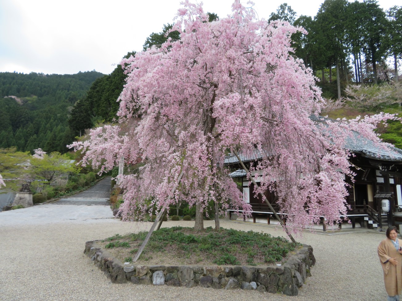 日本三重津市結城神社初春垂枝梅驚艷之旅 津市旅游攻略 马蜂窝