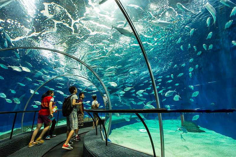 上海海洋水族館觀光票 穿梭海洋隧道 孩子的遊玩天地