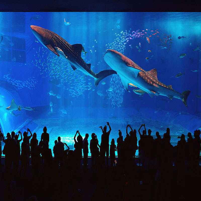 上海海洋水族馆观光票 穿梭海洋隧道 孩子的游玩天地