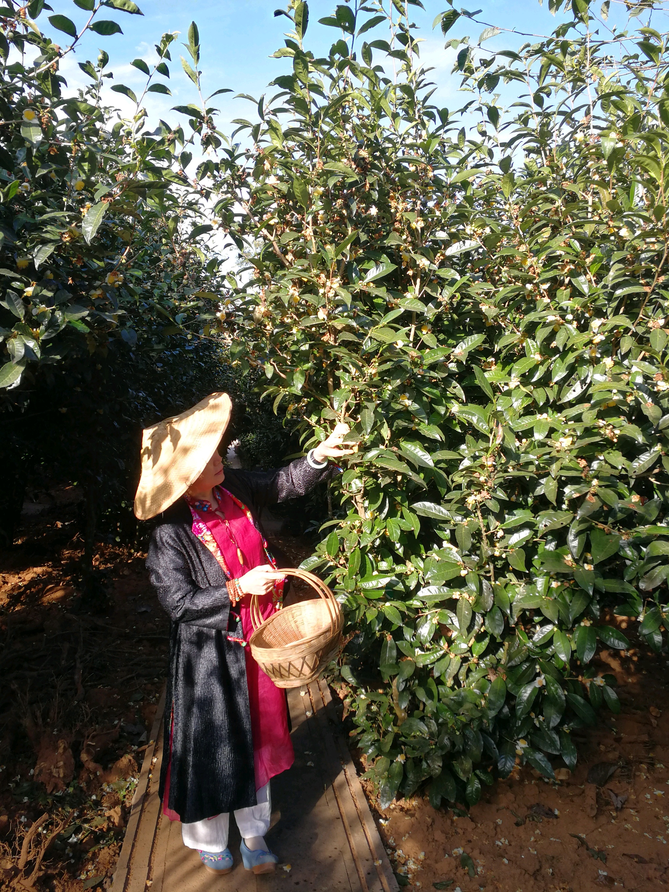 高黎貢山茶苑食府