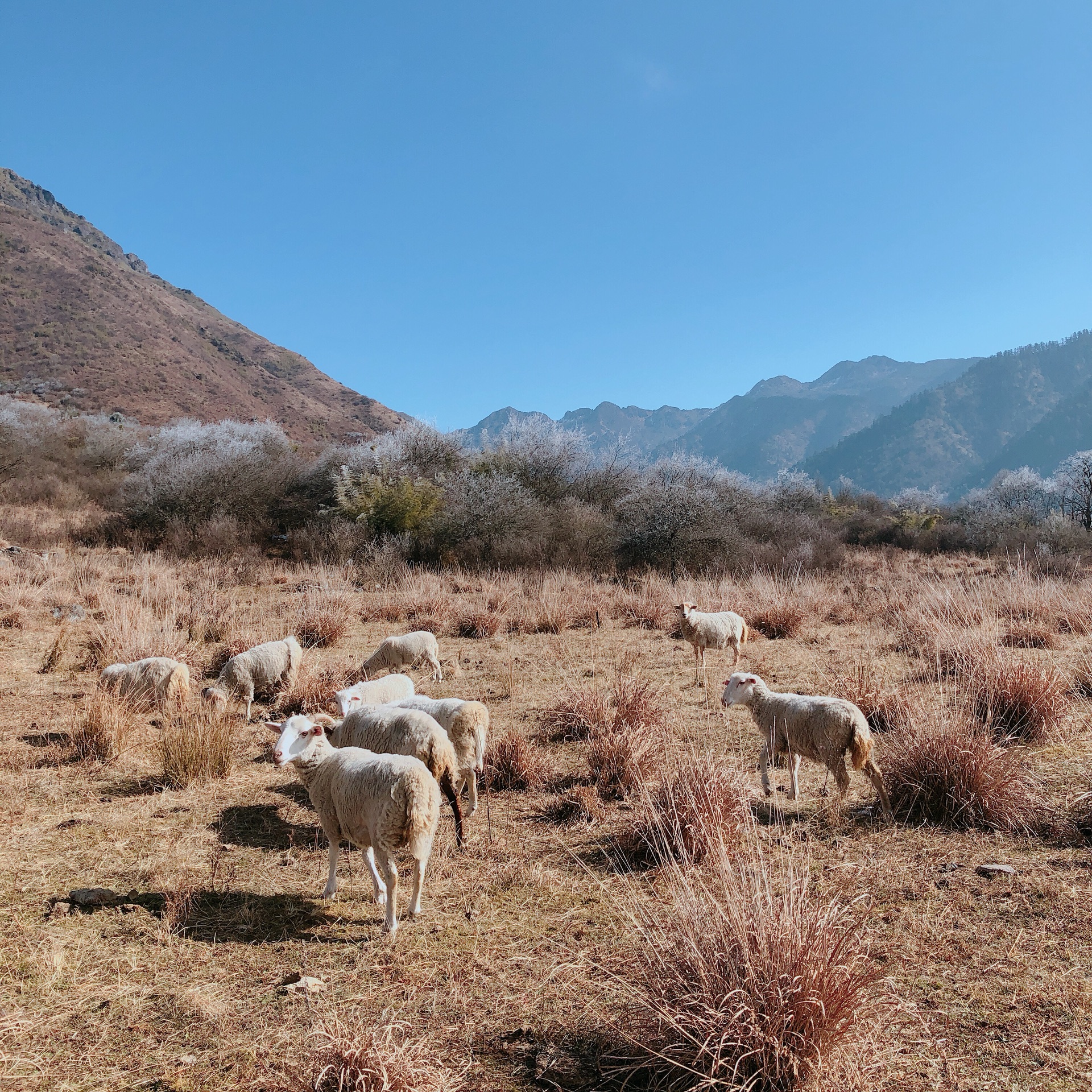 川西還有一片靜謐之地 | 孟獲城 冶勒湖,雅安旅遊攻略 - 馬蜂窩