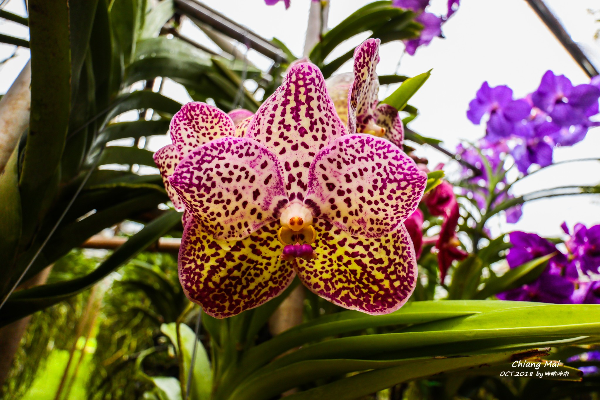 【湄林景点图片】清迈湄沙兰花园