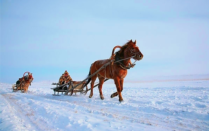 体验东北最原始的交通工具,感受马拉爬犁