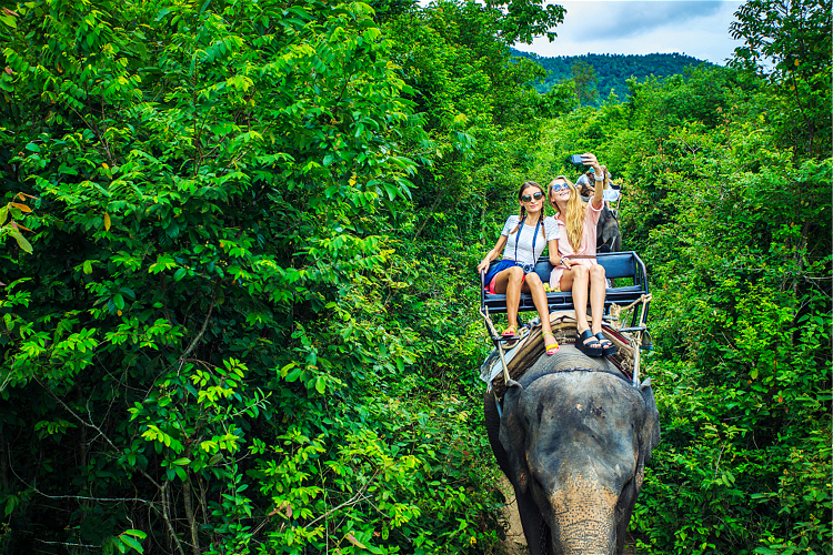              沙发里骑大象 猴子