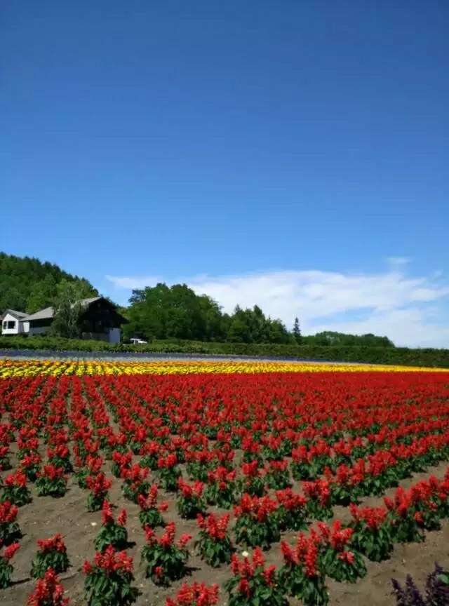 北海道7月薰衣草庄园