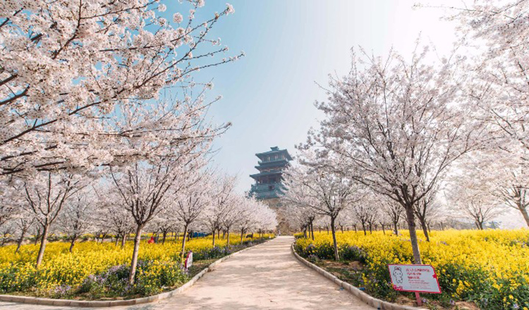 郑州古柏渡飞黄旅游区成人票/双人票/三人票 电子票 丰乐樱花园票