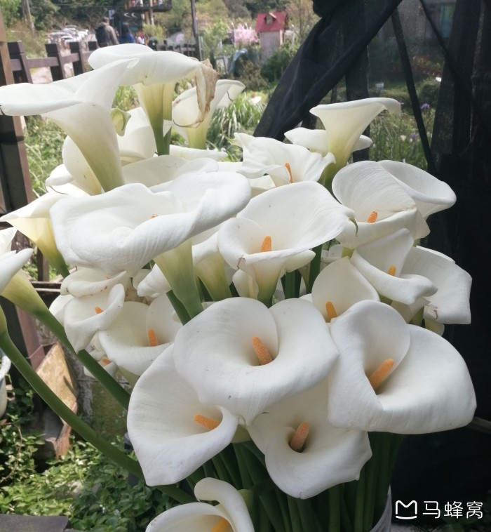 台北什么时间可以赏花 听说海芋花很漂亮 推荐去哪里看 马蜂窝 台北什么时间可以赏花 听说海芋花很漂亮 推荐去哪里看 马蜂窝