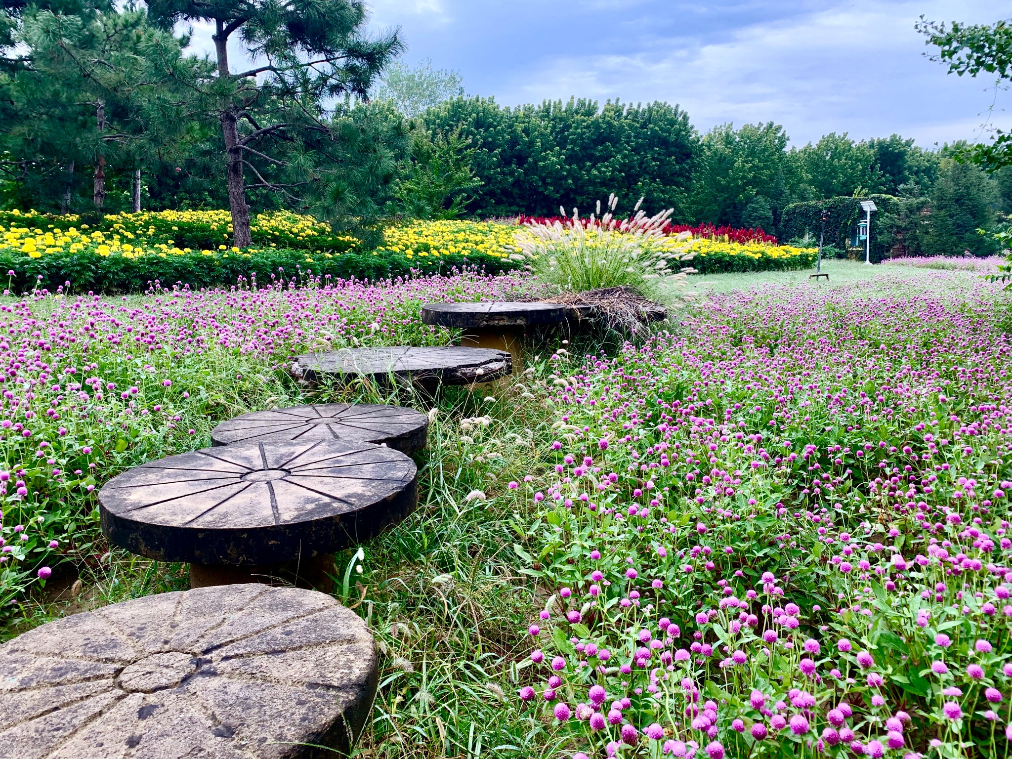 【速來】順義這片花海即將進入盛花期,賞花去!