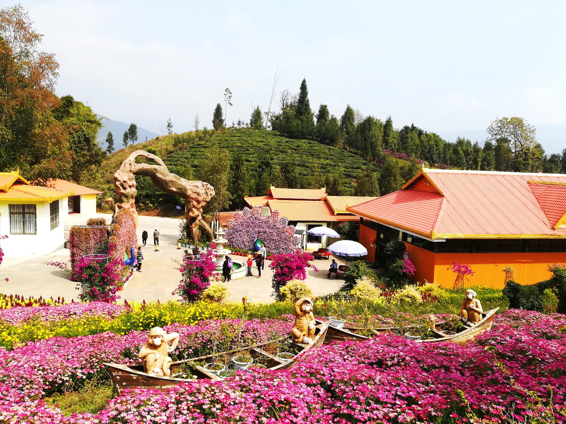 你和孔雀有个约会——云南芒市孔雀谷