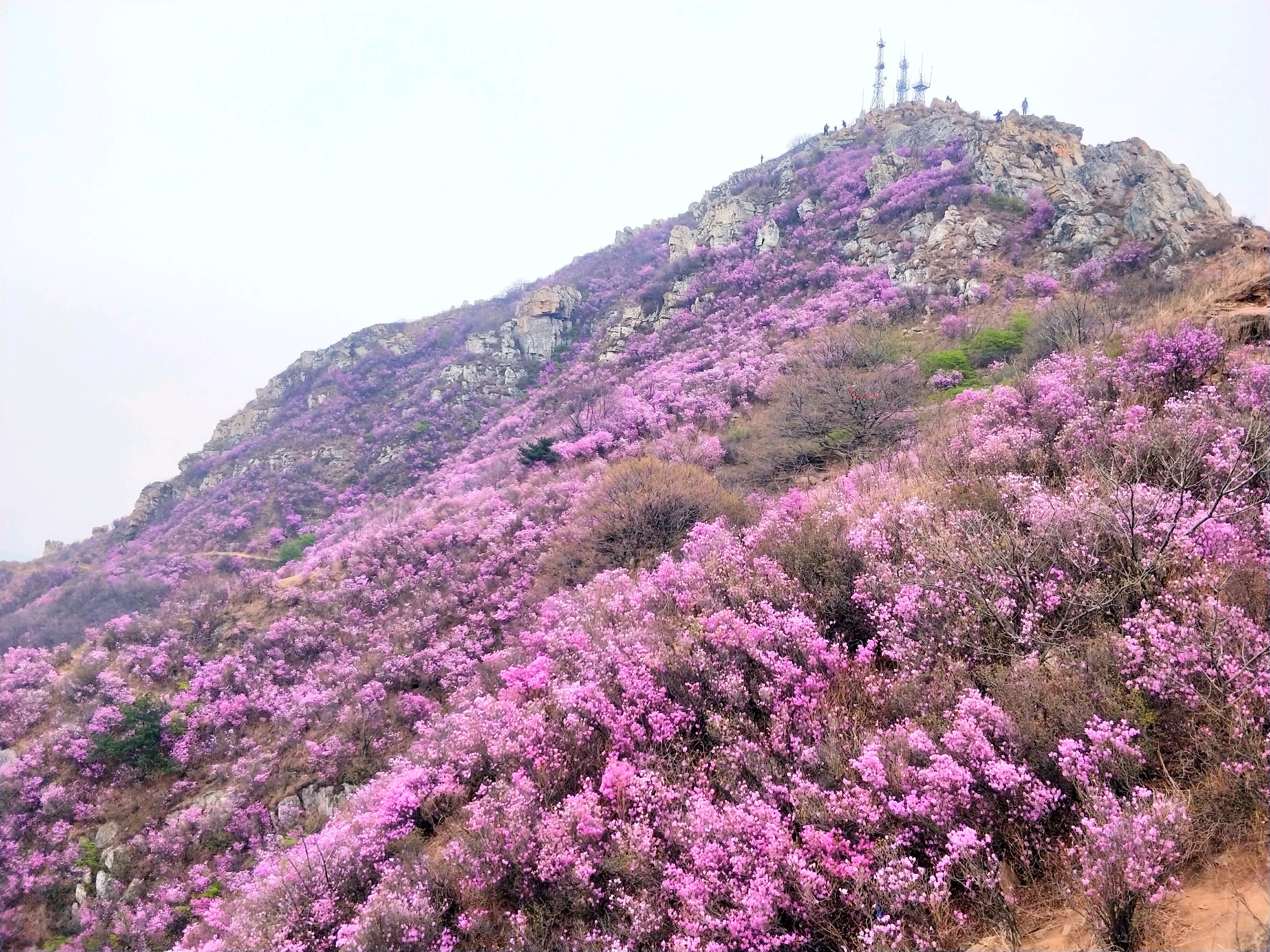 大黑山風景區杜鵑花觀景臺