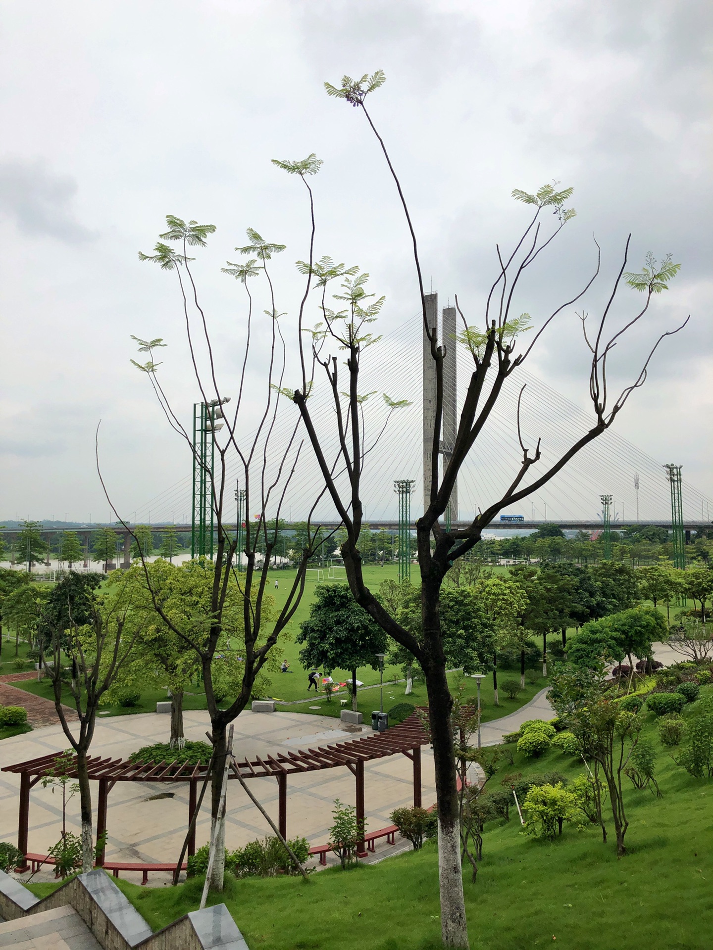 三水北江大堤随拍