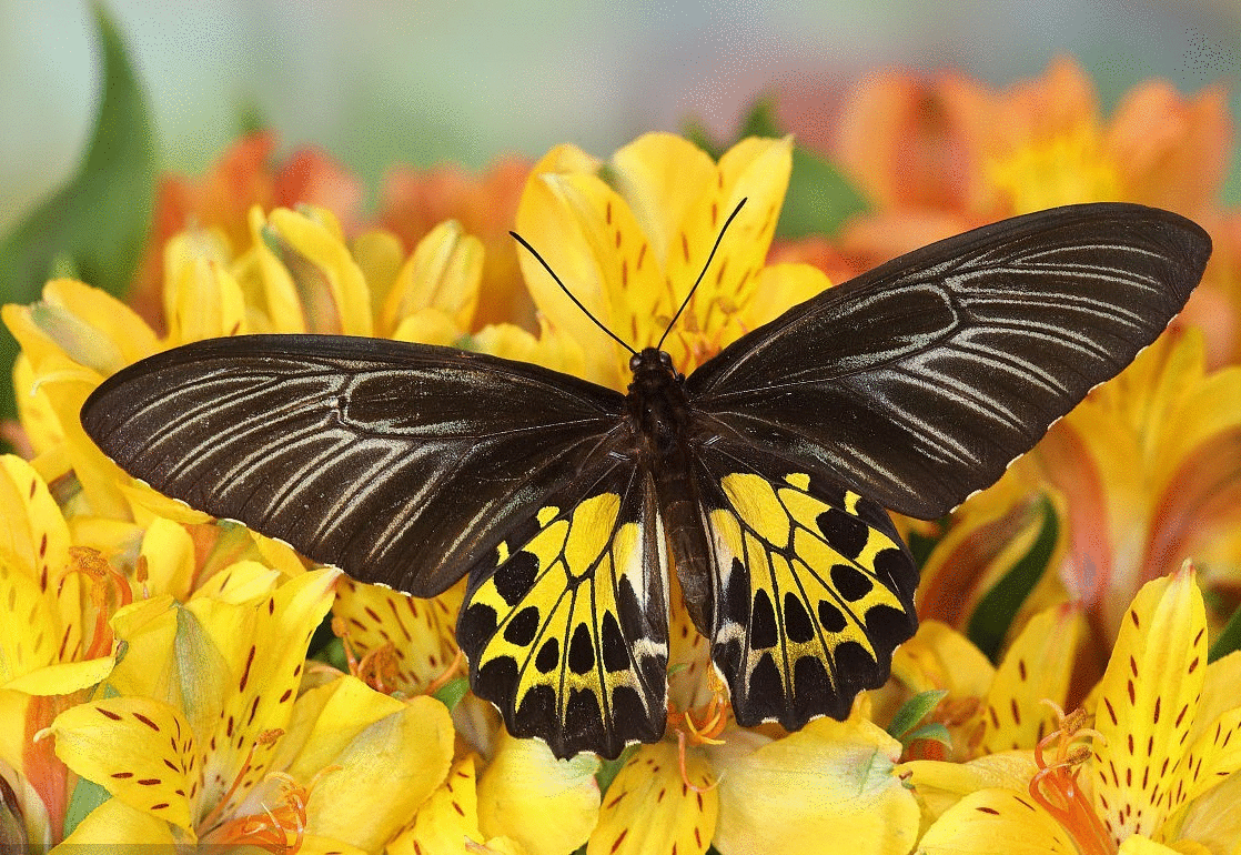               :蝴蝶谷 by 深圳蓝