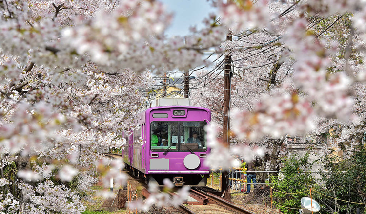 邂逅櫻花季·西安直飛日本大阪5天4晚自由行(優質航空 甄選口碑酒店