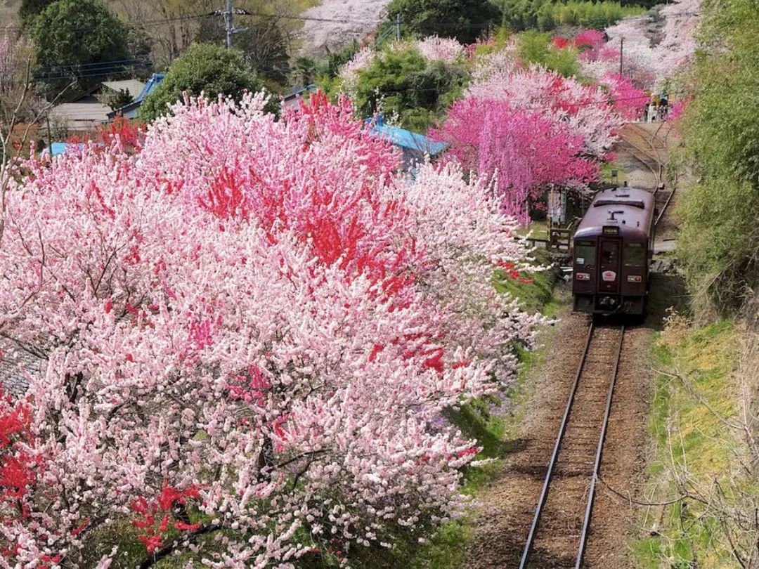 除了日本第一的溫泉,群馬還有開在桃花叢裡的小火車