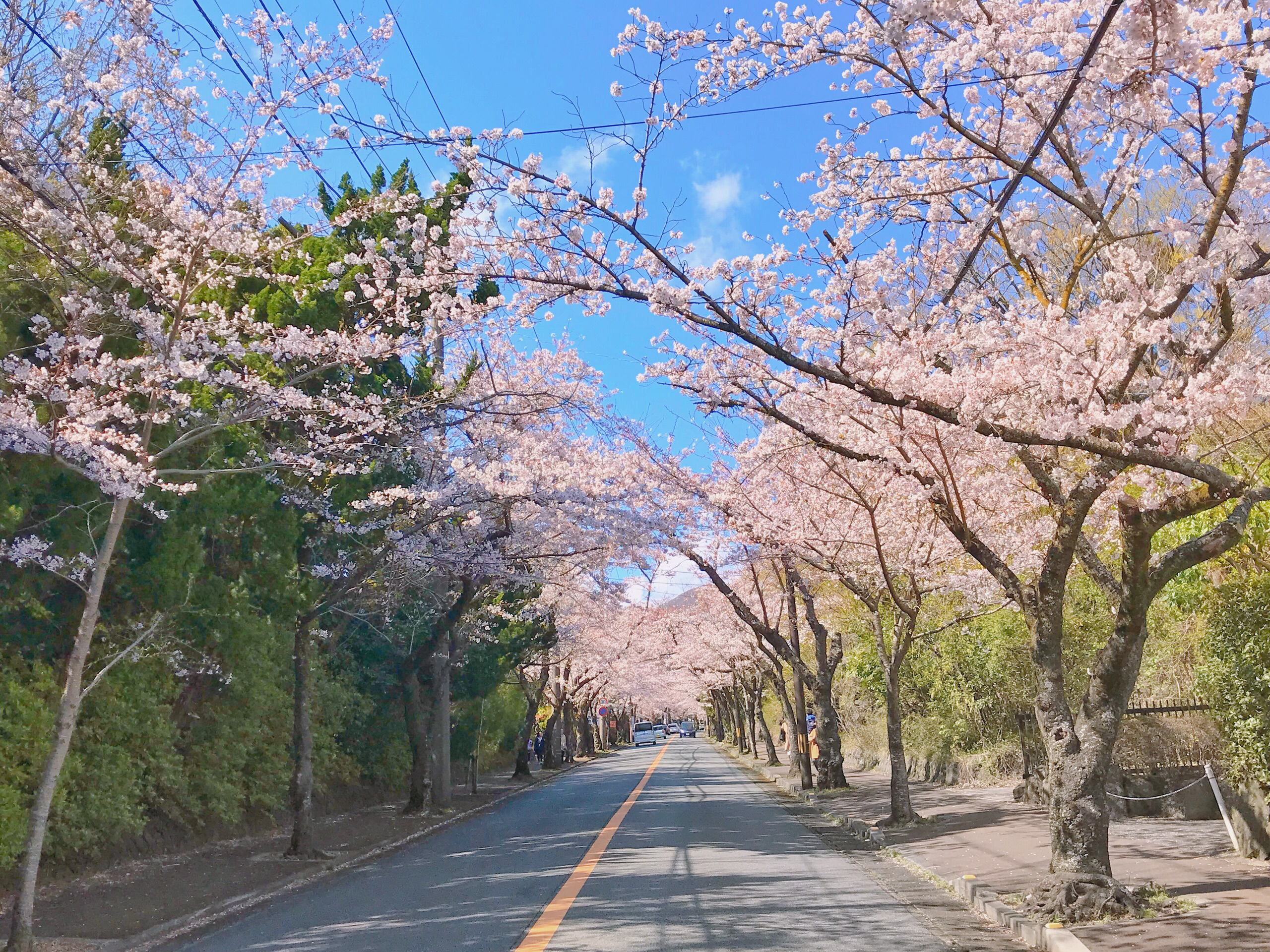 【伊东景点图片】伊豆高原场樱花树