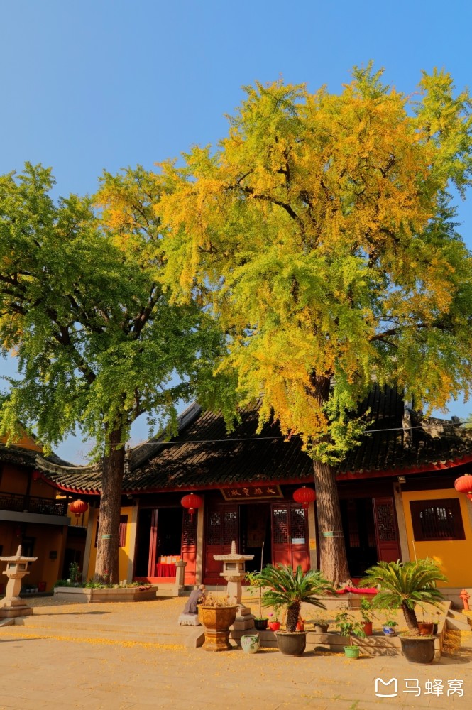 几月份来苏州西园寺银杏最黄呢? - 马蜂窝