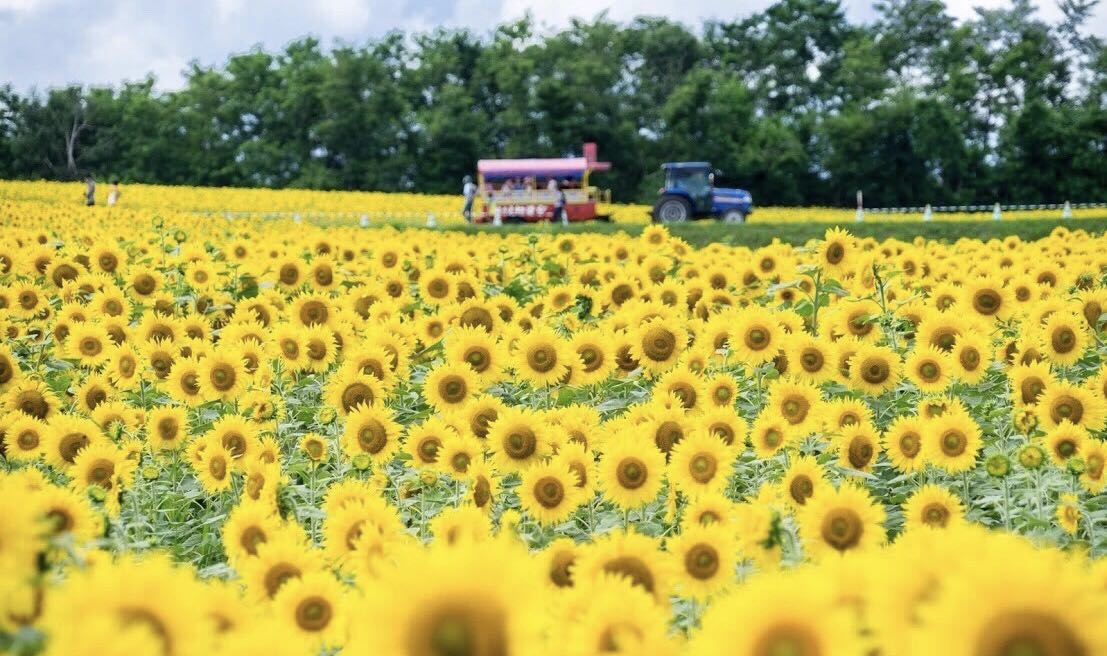 日本北海道7日游攻略 夏天去北海道怎么玩 手机马蜂窝