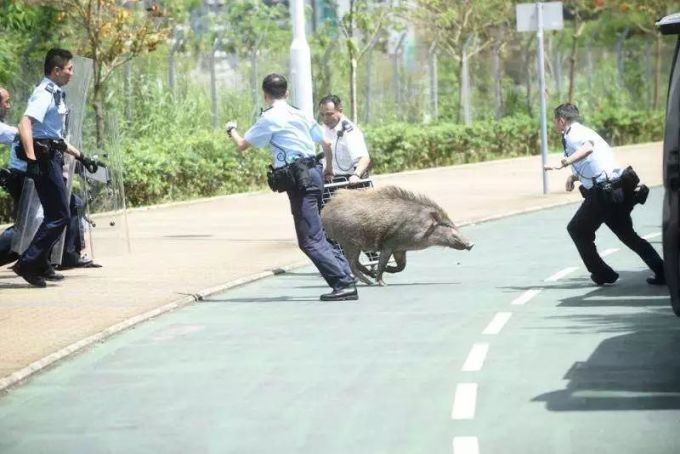 香港露营最大的风险之一:遇见野猪怎么办?