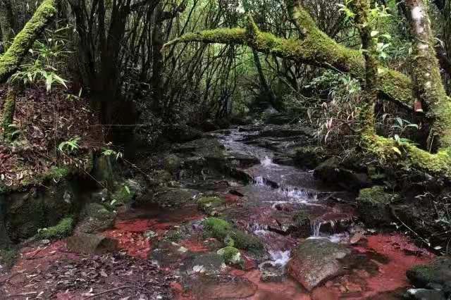 這裡一山分四季,十里不同風,是離昆明最近的原始森林