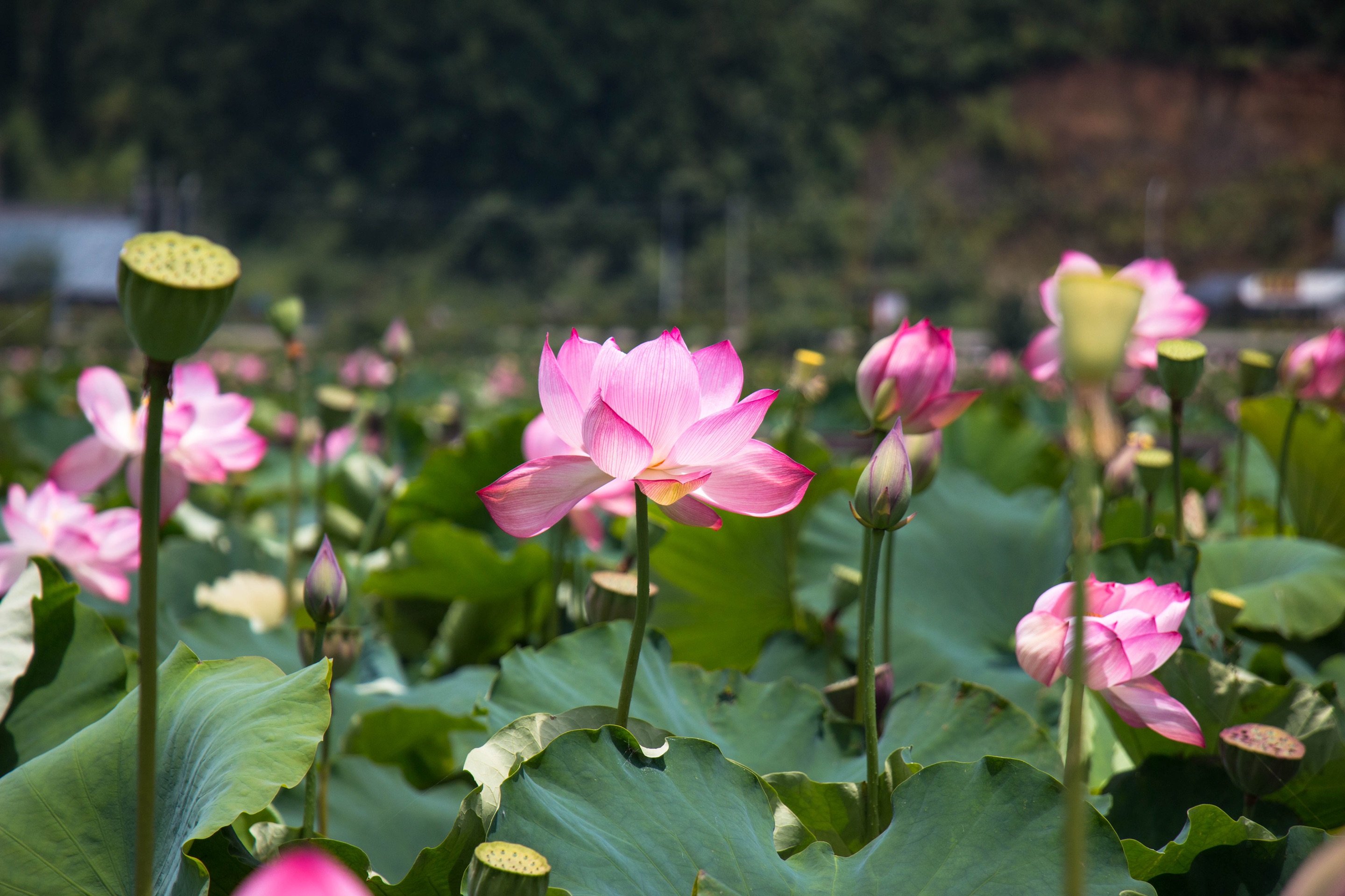 騰衝十里荷花攻略,十里荷花門票_地址,十里荷花遊覽攻略 - 馬蜂窩