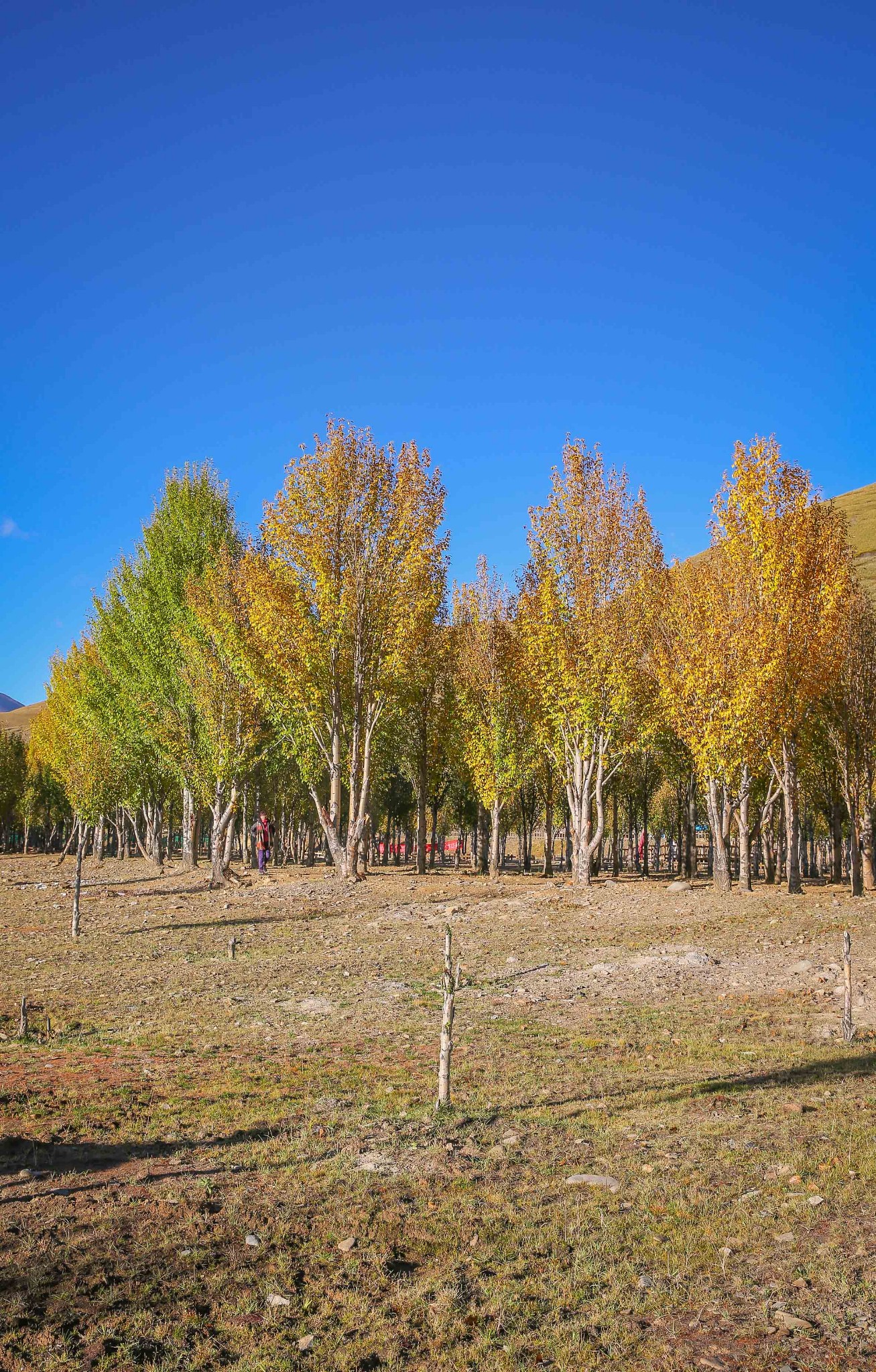万亩青杨林观景点