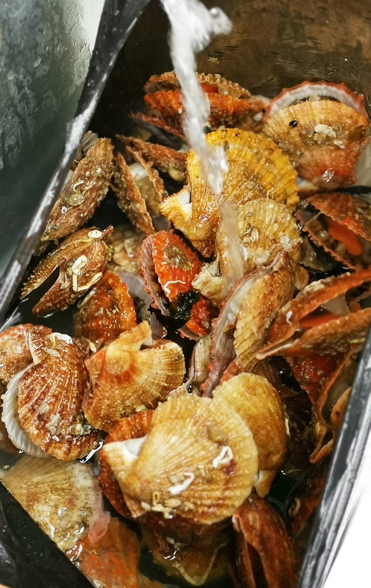 在大连海边,来一场跟石头和小海鲜的约会