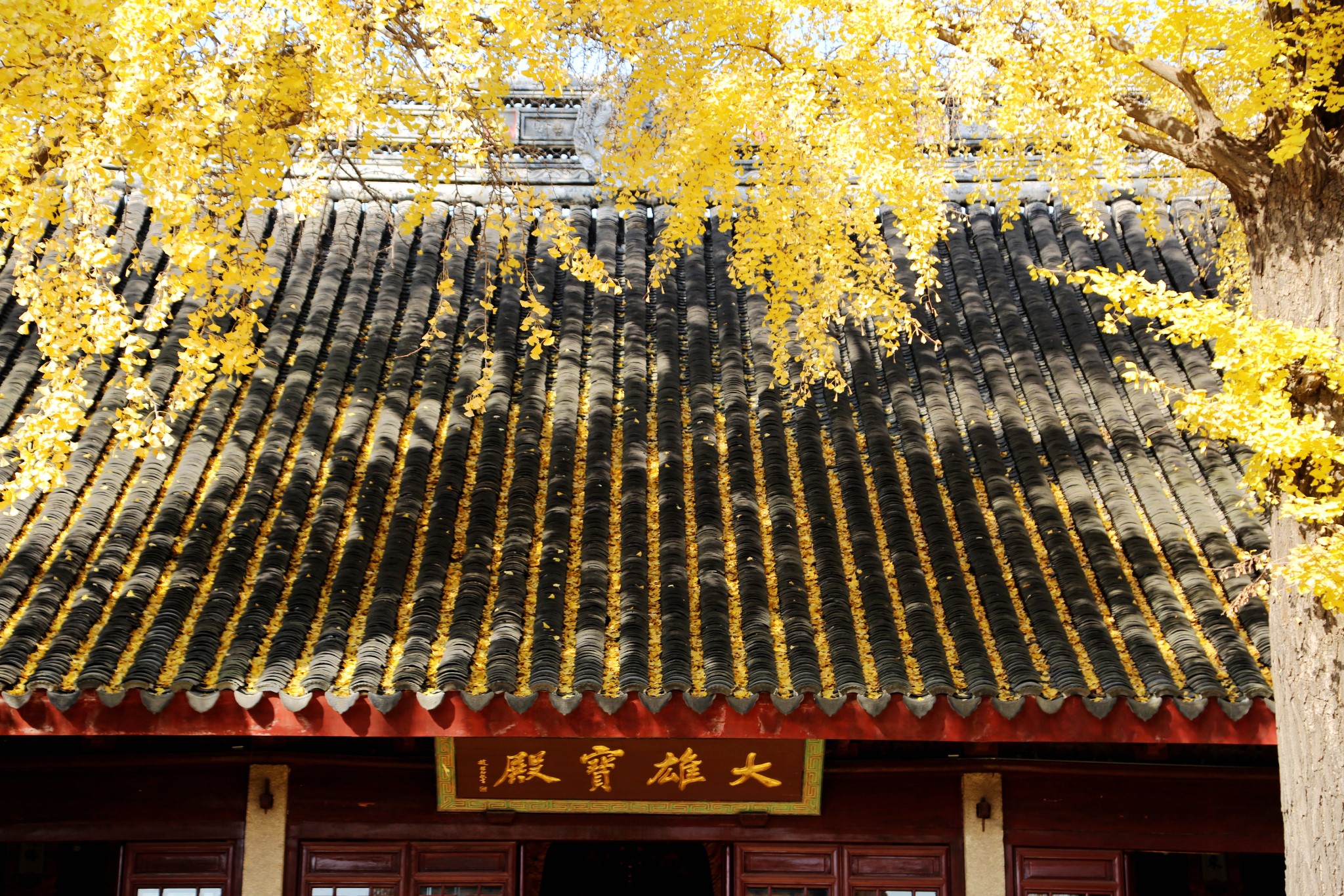 苏州定慧寺院内的那两棵银杏树太美了.