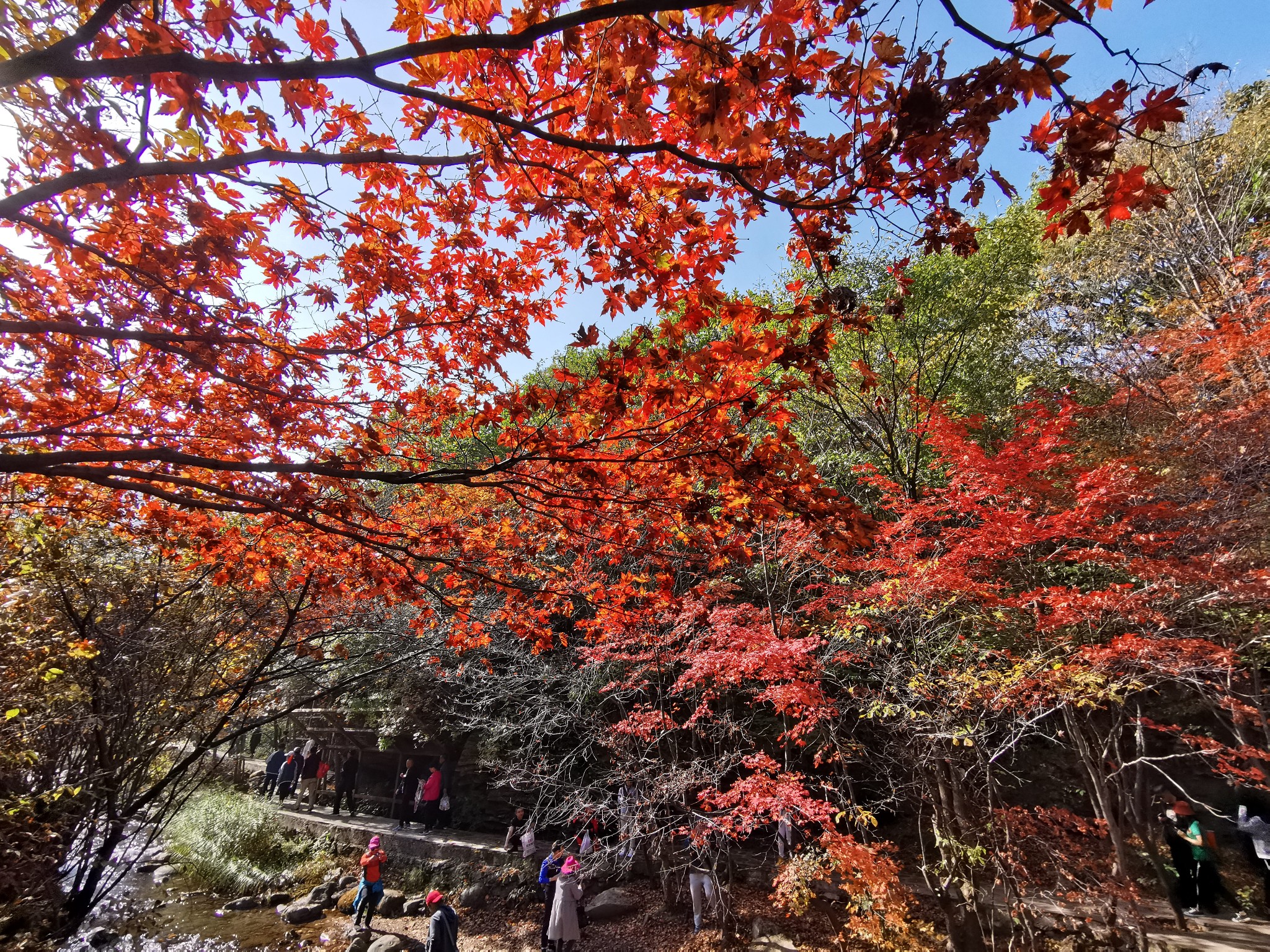 滿山紅葉似彩霞——遼寧本溪紅葉谷_遊記