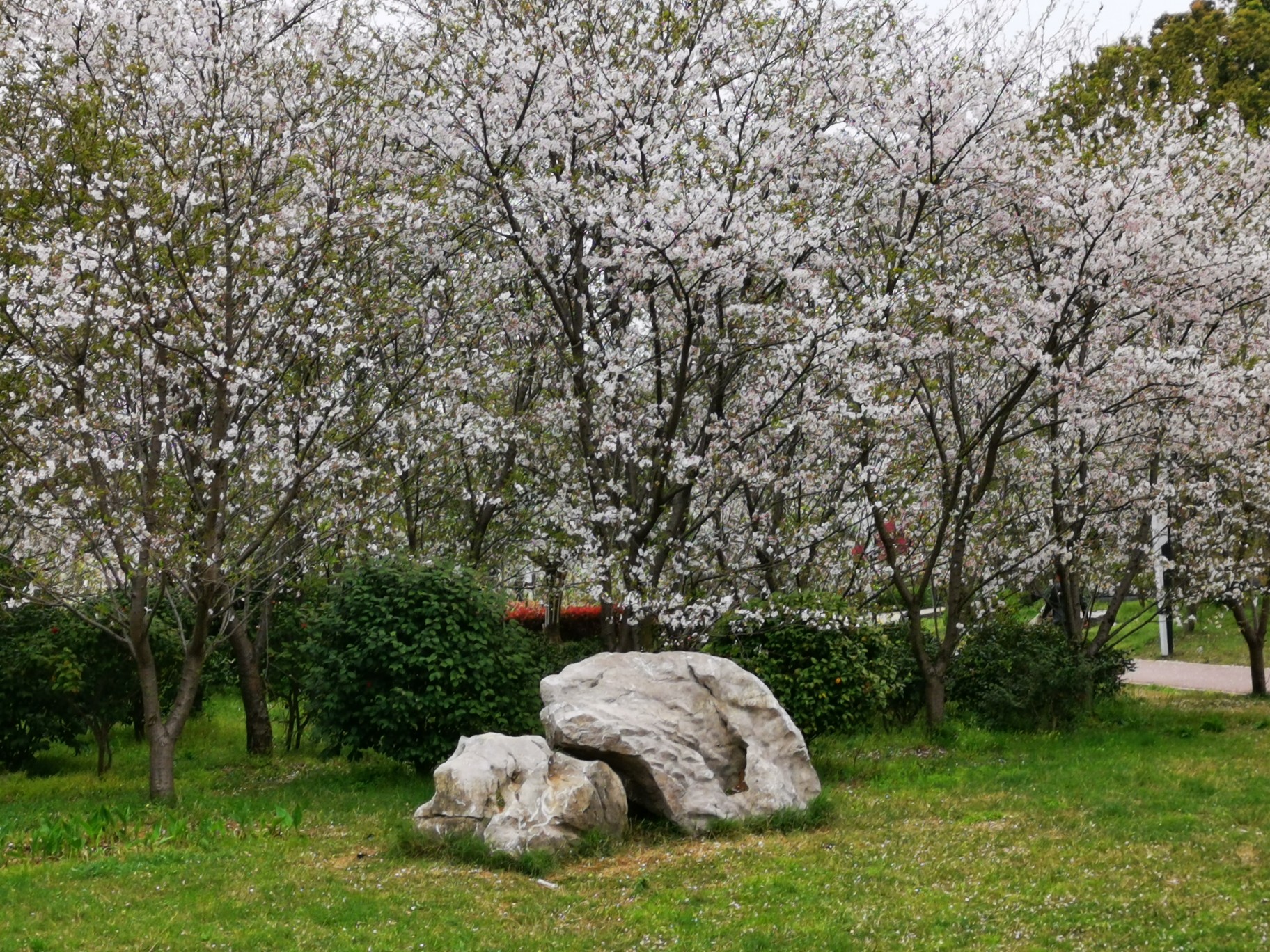 老長沙帶你發現小眾賞櫻佳處～望城玉湖公園 烏山森林公園,長沙旅遊