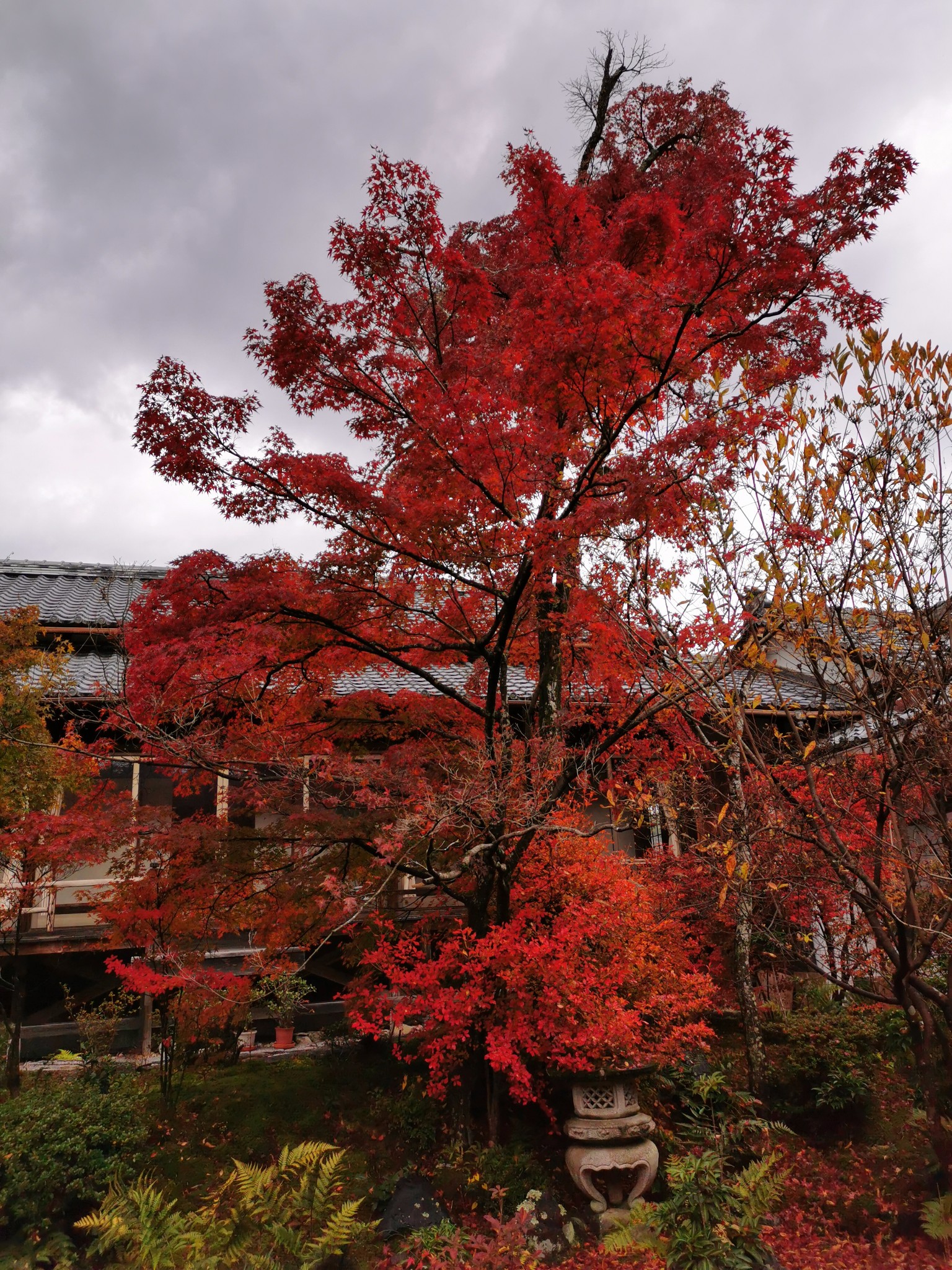 绝美日本红叶狩