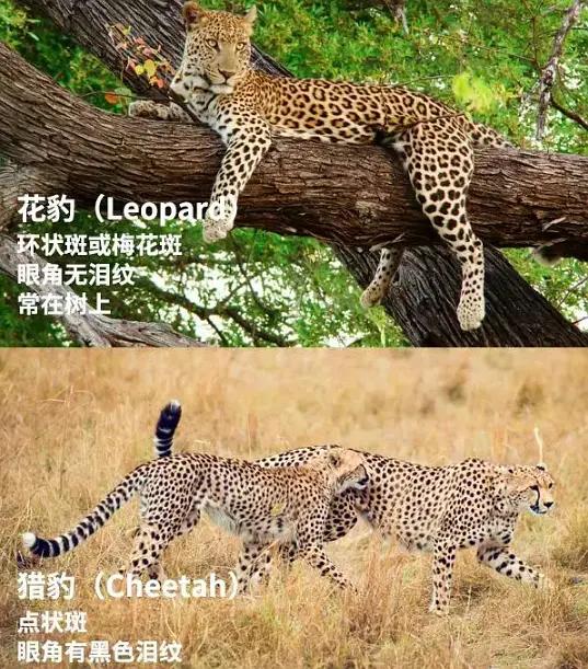先来教你如何分辨这些非洲动物