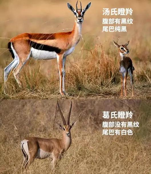 先来教你如何分辨这些非洲动物