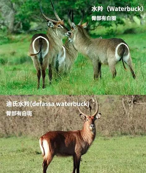 大羚羊(eland)