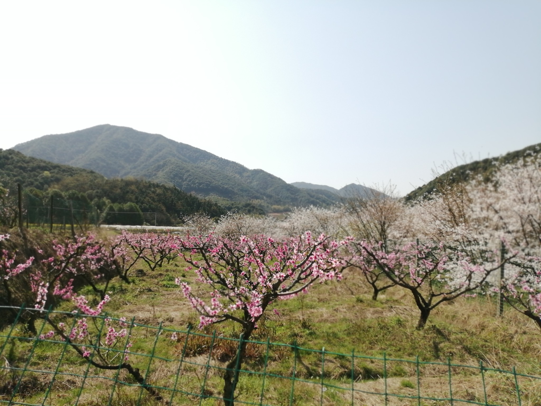 春分時節賞櫻花(章鎮櫻花谷),上虞旅遊攻略 - 馬蜂窩